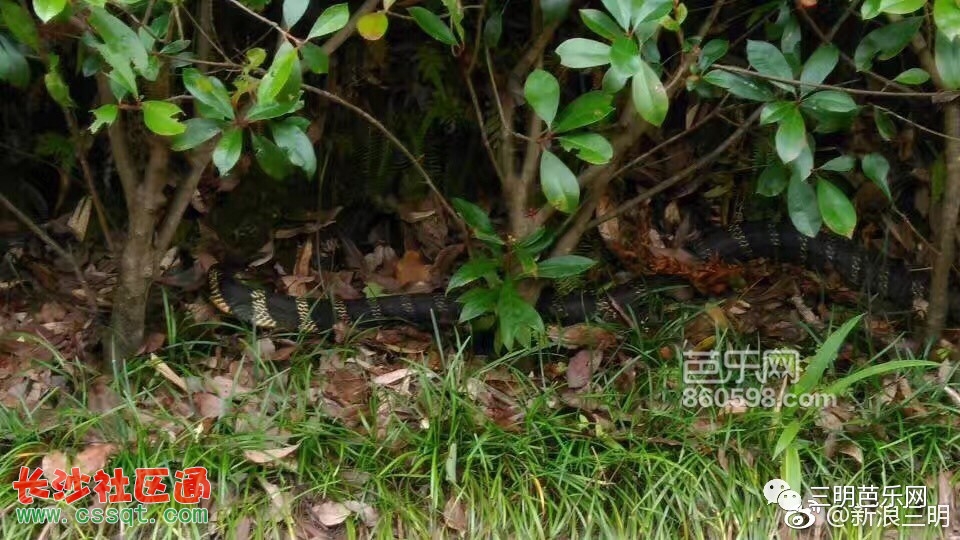 Y雅黑